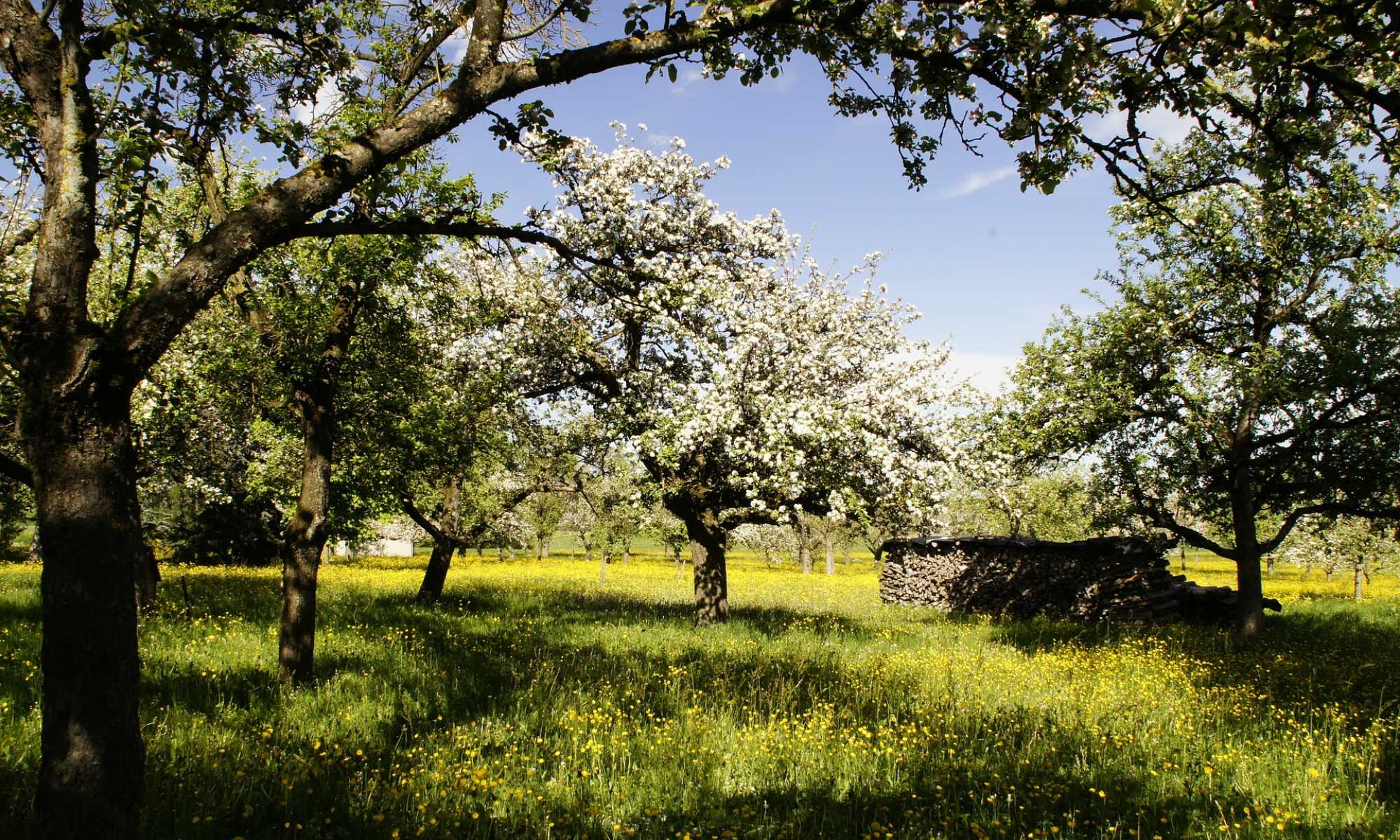 Einen Baum pflanzen...und den Himmel gewinnen!